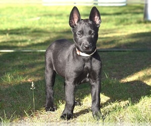 Belgian Malinois Puppy for sale in LA PINE, OR, USA