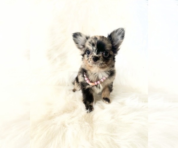 Medium Photo #1 Chihuahua Puppy For Sale in SACRAMENTO, CA, USA