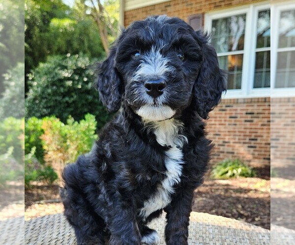 Medium Photo #2 F2 Aussiedoodle Puppy For Sale in COLUMBIA, TN, USA