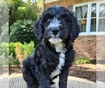 Small #1 F2 Aussiedoodle