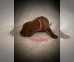 Small Photo #6 Vizsla Puppy For Sale in NEWHALL, CA, USA
