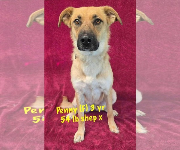 Medium Photo #7 Mutt Puppy For Sale in pomfret, CT, USA