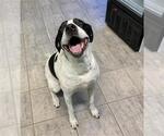 Small Pointer Mix