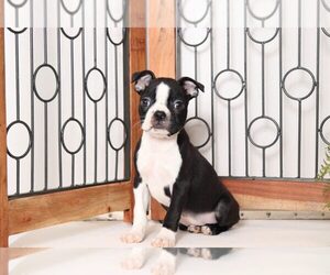 Boston Terrier Puppy for sale in NAPLES, FL, USA