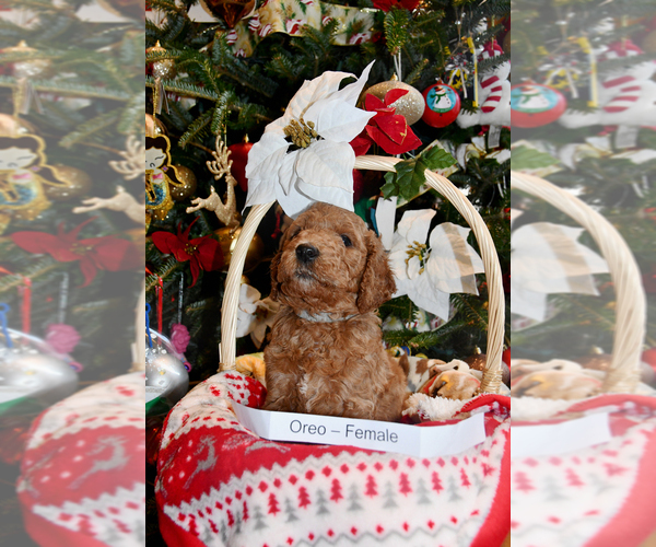 Medium Photo #5 Goldendoodle Puppy For Sale in SAINT CLAIR SHORES, MI, USA
