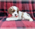 Duke - Male Cavapoo (Miniature) Puppy for Sale - Photo #6