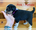 Puppy 3 Border Collie-Jack Russell Terrier Mix
