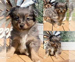 Miniature Australian Shepherd Puppy for sale in BROOKER, FL, USA