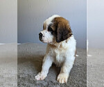 Small Photo #11 Saint Bernard Puppy For Sale in PALM COAST, FL, USA