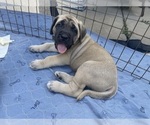 Small #11 Mastiff