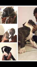 American Pit Bull Terrier Puppy for sale in SPRINGFIELD GARDENS, NY, USA