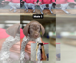Small Photo #4 German Shorthaired Pointer Puppy For Sale in JAMESTOWN, KY, USA