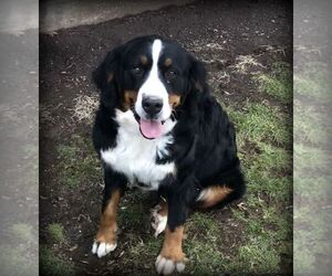 Mother of the Bernese Mountain Dog puppies born on 10/12/2019