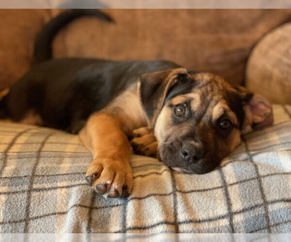 Medium Photo #3 Mutt Puppy For Sale in Duluth, MN, USA