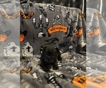 Small Photo #9 French Bulldog Puppy For Sale in OCALA, FL, USA