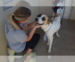 Small #1 Anatolian Shepherd Mix