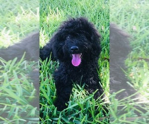 Australian Labradoodle-Labradoodle Mix Puppy for sale in HOUSTON, TX, USA