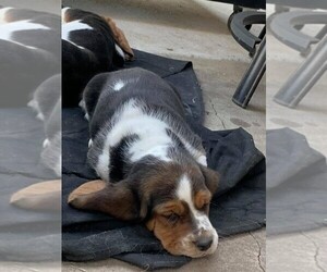 Basset Hound Puppy for sale in SANGER, TX, USA