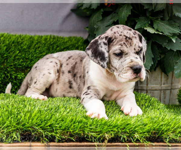 Medium Photo #108 Great Dane Puppy For Sale in WAKARUSA, IN, USA
