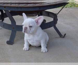 French Bulldog Puppy for sale in OLIVE BRANCH, MS, USA