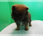 Puppy 4 Pomeranian