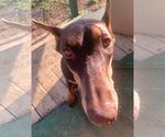 Small #3 Doberman Pinscher