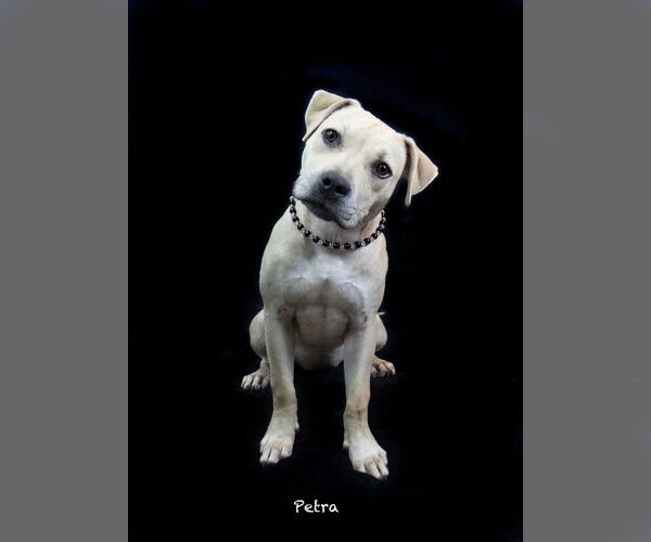 Medium Photo #3 Staffordshire Bull Terrier-Unknown Mix Puppy For Sale in Hot Springs Village, AR, USA