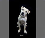 Small #2 Staffordshire Bull Terrier Mix
