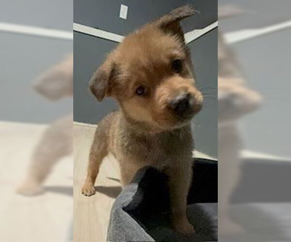 Medium Photo #1 Shepradors Puppy For Sale in Princeton, MN, USA