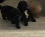 Small #1 Poodle (Miniature)