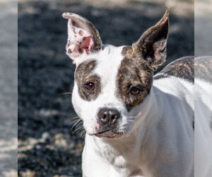 Shenzi - Female Boston Terrier-Unknown Mix Dog for Adoption - Photo #5