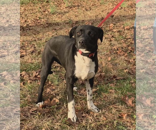 Medium Photo #2 Labrador Retriever-Unknown Mix Puppy For Sale in Sheboygan, WI, USA