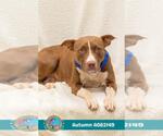 Small #1 American Bulldog Mix