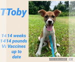 Small #1 Labrador Retriever Mix