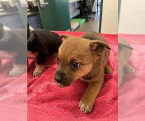 Australian Cattle Dog-Chihuahua Mix Dogs for adoption in Globe, AZ, USA