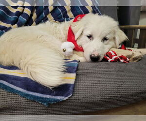 Great Pyrenees Dogs for adoption in MIDWAY, UT, USA