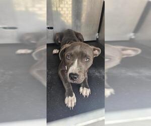 American Staffordshire Terrier-Unknown Mix Dogs for adoption in San Antonio, TX, USA