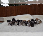Small Photo #20 Pembroke Welsh Corgi Puppy For Sale in SOULSBYVILLE, CA, USA