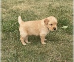Small Photo #6 Golden Retriever Puppy For Sale in DASSEL, MN, USA