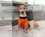 Small #1 Labrador Retriever Mix