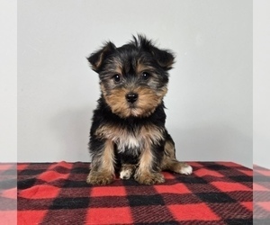 Yorkshire Terrier Puppy for sale in FRANKLIN, IN, USA