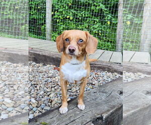 Beagle-Chihuahua Mix Dogs for adoption in Woodsfield, OH, USA