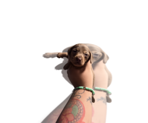 Dachshund Puppy for Sale in HAWTHORNE, California USA