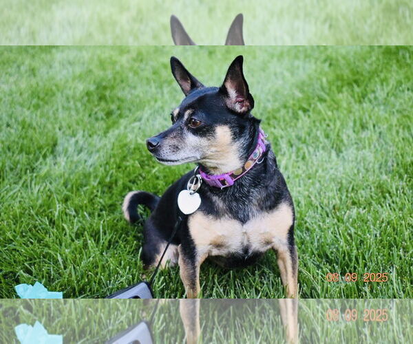 Medium Photo #3 American Rat Pinscher Puppy For Sale in Princeton, MN, USA