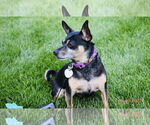 Small #2 American Rat Pinscher
