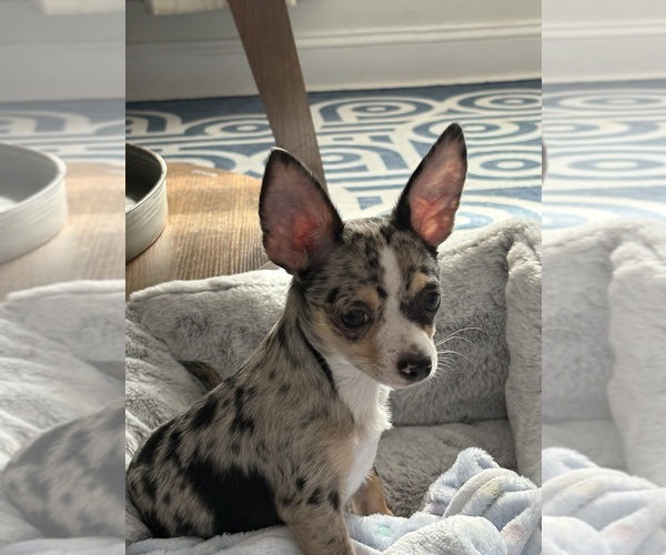 Medium Photo #5 Chihuahua Puppy For Sale in SALISBURY, MD, USA