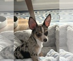 Small #4 Chihuahua