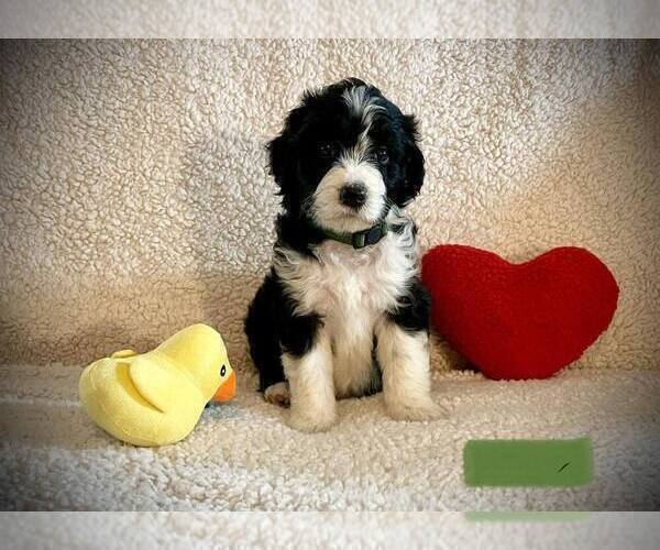Medium Photo #1 Aussiedoodle Puppy For Sale in NEW BRAUNFELS, TX, USA