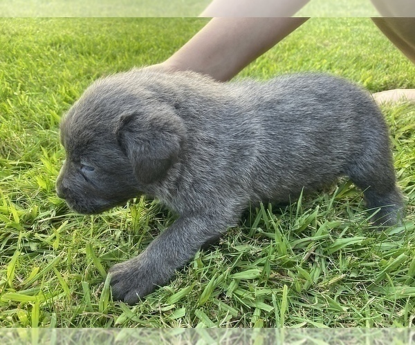 Medium Photo #13 Cane Corso Puppy For Sale in SEBASTOPOL, CA, USA