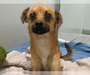 Chug Dogs for adoption in Redwood City, CA, USA